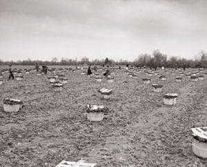 spinach field near Smithfield from